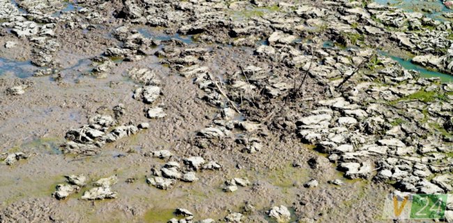 Мул, який осідає від каналізаційних стоків, сушать на полях у Липлянах. Запах - теж не із найкращих