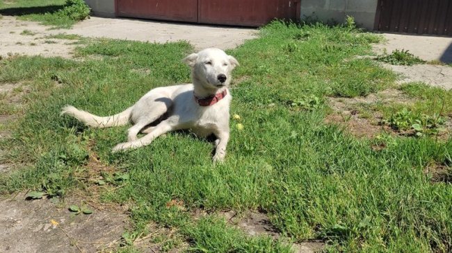 «І хірург, і психолог»: будні ветеринара на Волині