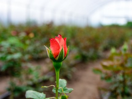 Трояндово-полуничний бізнес із ароматом сакур: родина під Луцьком вирощує плантації рослин. ФОТО