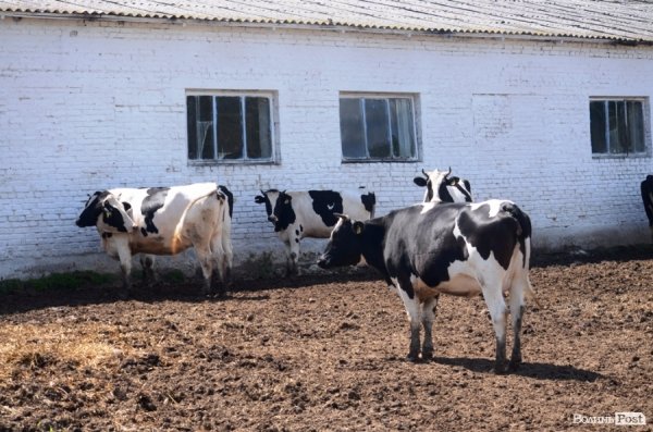 У волинському «Романові» корів купував навіть «Рошен»