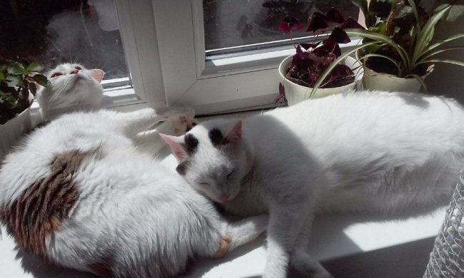 коти Віти Сахнік