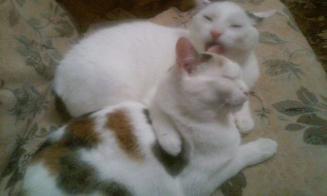 коти Віти Сахнік