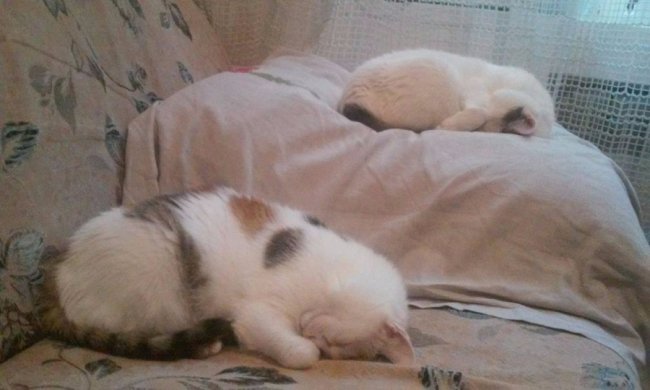 коти Віти Сахнік