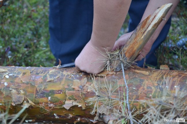 Волинські лісники б'ють на сполох: через шкідника відмирає сосновий ліс