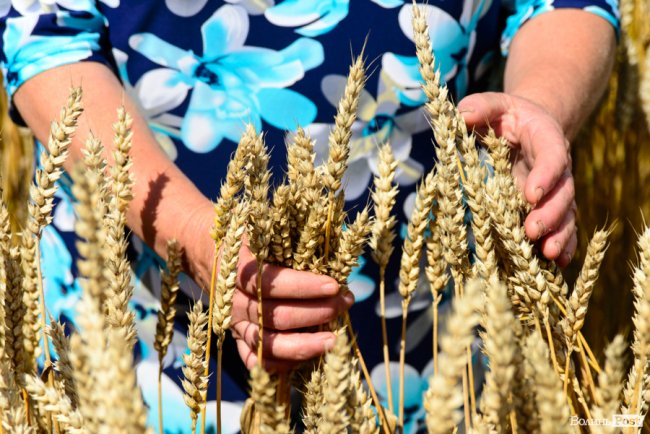 «Люблю кожен колосок»: розмова про 51 рік роботи серед пшеничного різноманіття. ФОТО