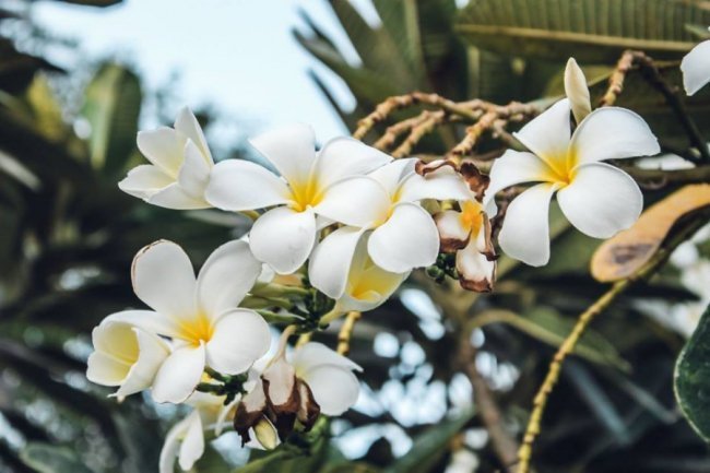«Нотатки мандрівниці» Олександри Гусар про ОАЕ: Специфічні запахи та секс-туризм