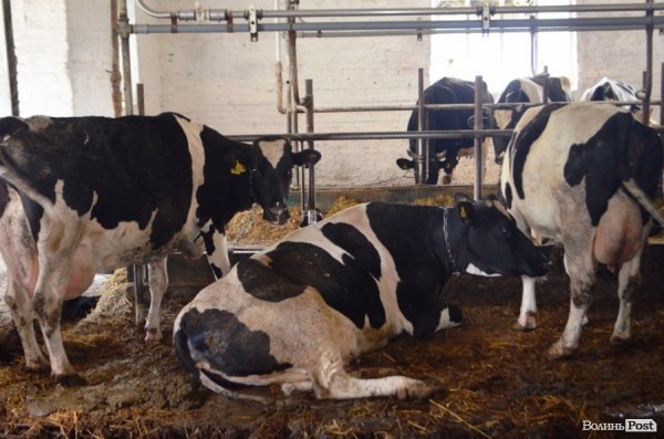 У волинському «Романові» корів купував навіть «Рошен»
