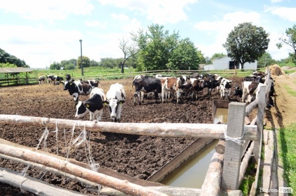 У волинському «Романові» корів купував навіть «Рошен»