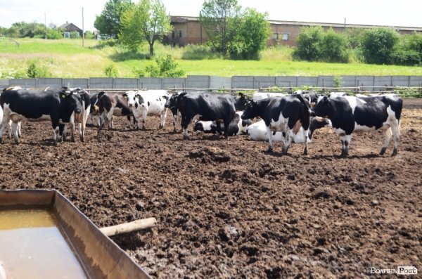 У волинському «Романові» корів купував навіть «Рошен»