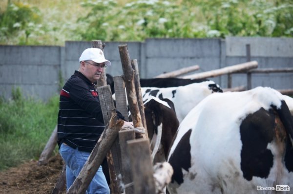 У волинському «Романові» корів купував навіть «Рошен»