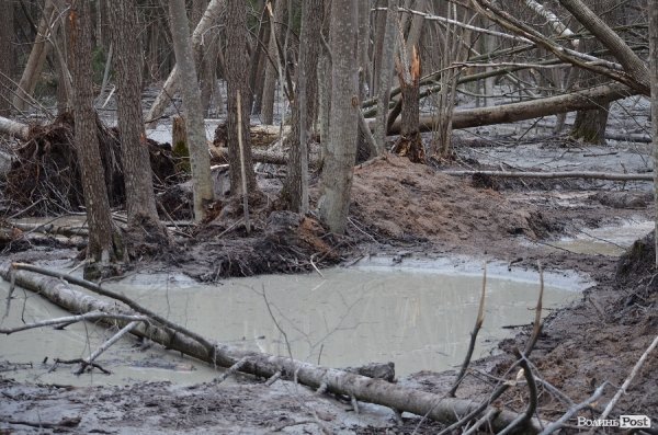«Бурштинова мафія» на Волині: «криша», долари і селяни
