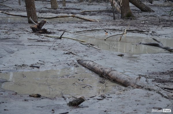 «Бурштинова мафія» на Волині: «криша», долари і селяни