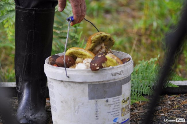 Маневицькими грибами смакуватиме Європа