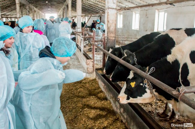 Без домішок і рослинних жирів: як на Волині виготовляють «молочку». ФОТО