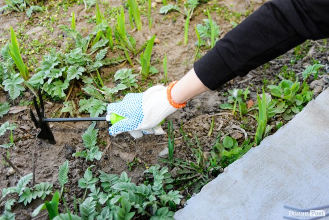 Від хімчистки меблів – до впорядкування могил: чому прибирання варто довірити луцькій клінінговій компанії «SAVA». ФОТО*