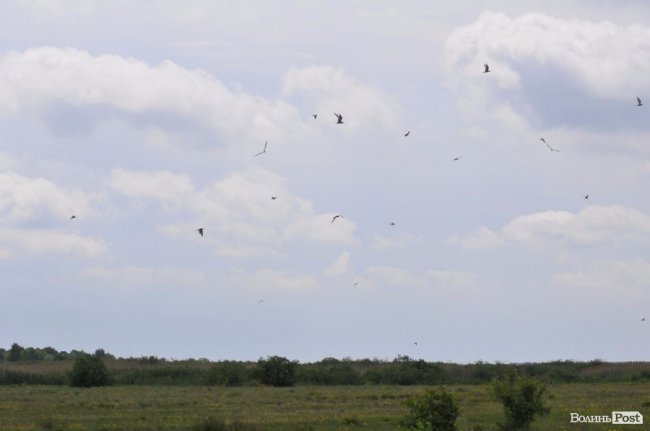 Туристичні принади Волині: лабіринтами «Амазонки»
