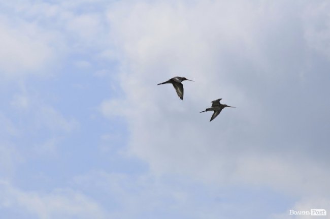 Туристичні принади Волині: лабіринтами «Амазонки»