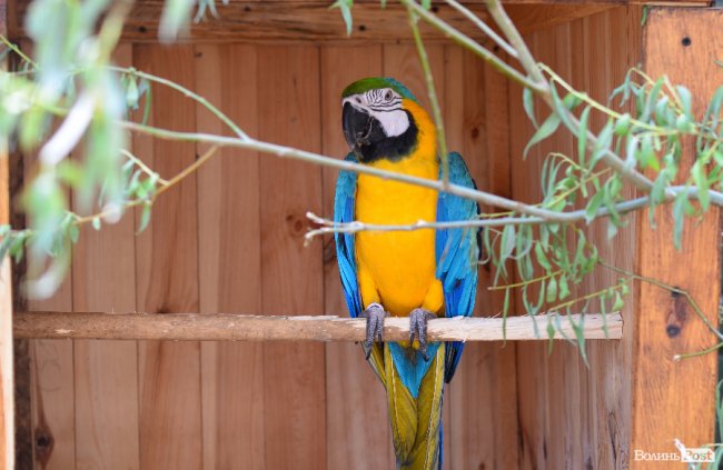 Звіриний ТОП: 5 екзотичних тварин Луцького зоопарку