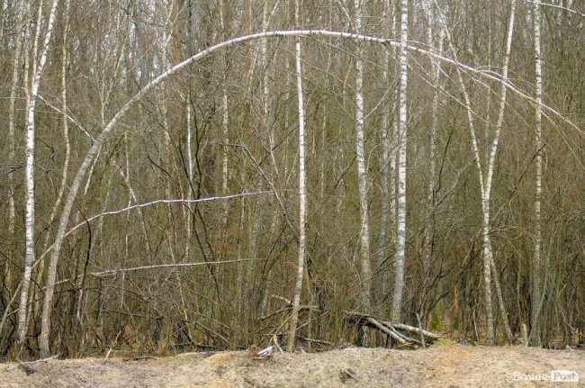 Лісівники показали, як розвивають мисливське господарство на Волині