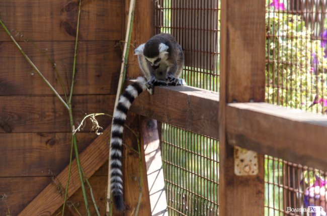 Звіриний ТОП: бебі-бум у Луцькому зоопарку