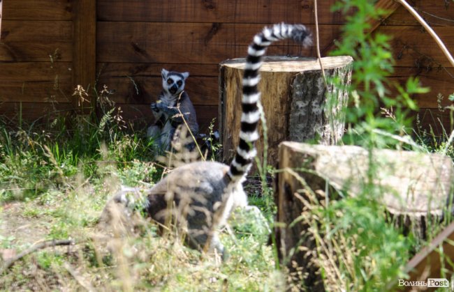Звіриний ТОП: бебі-бум у Луцькому зоопарку