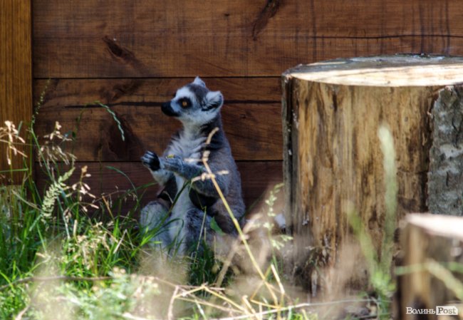 Звіриний ТОП: бебі-бум у Луцькому зоопарку