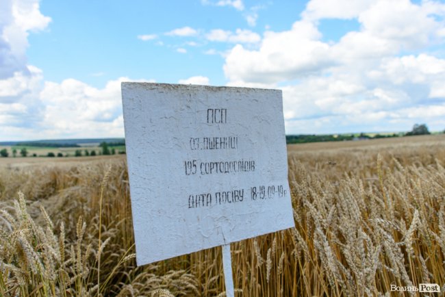 «Люблю кожен колосок»: розмова про 51 рік роботи серед пшеничного різноманіття. ФОТО