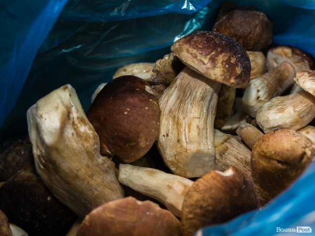 «Ліси Волині» – можливість їсти свіжі ягоди, гриби, овочі та фрукти цілий рік*