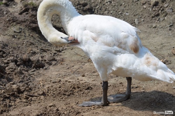 Що переживають звірі під час реконструкції луцького зоопарку