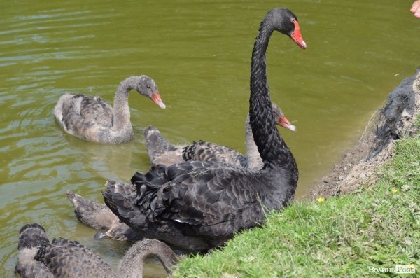 Що переживають звірі під час реконструкції луцького зоопарку