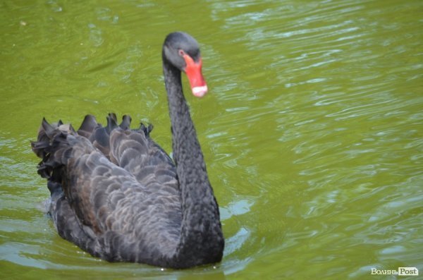 Що переживають звірі під час реконструкції луцького зоопарку