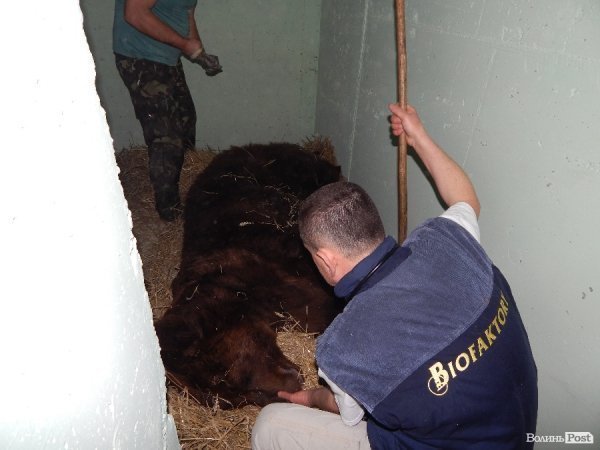 Що переживають звірі під час реконструкції луцького зоопарку