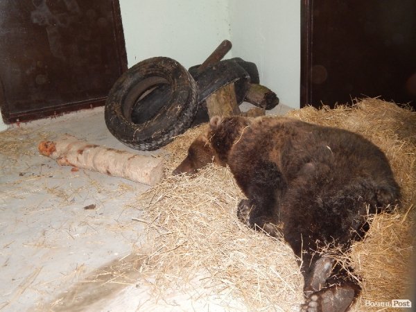 Що переживають звірі під час реконструкції луцького зоопарку