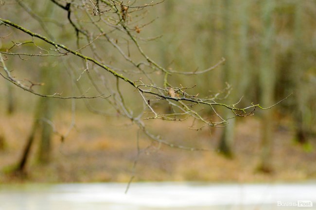 Лісівники показали, як розвивають мисливське господарство на Волині