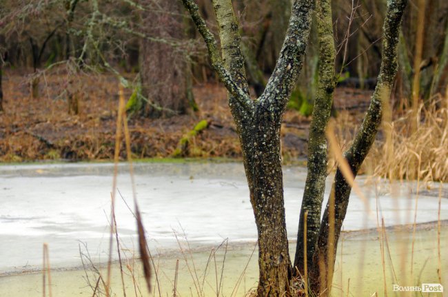 Лісівники показали, як розвивають мисливське господарство на Волині