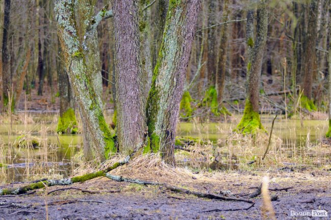 Лісівники показали, як розвивають мисливське господарство на Волині