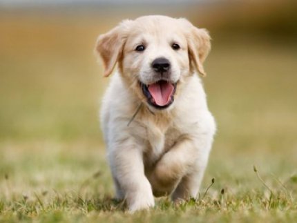 Вологий корм для собак супер-преміум класу*