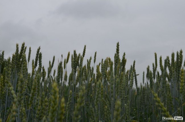 Талант бути простим: як господарює аграрій Валерій Діброва