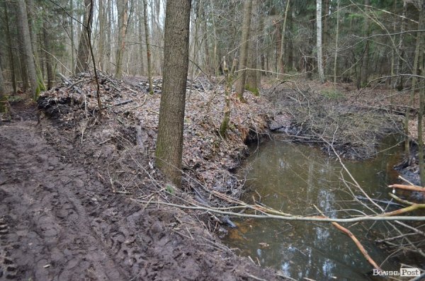 «Бурштинова мафія» на Волині: «криша», долари і селяни