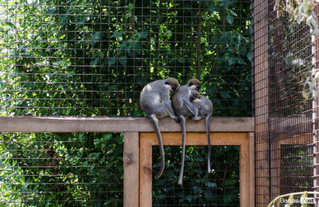 Звіриний ТОП: бебі-бум у Луцькому зоопарку