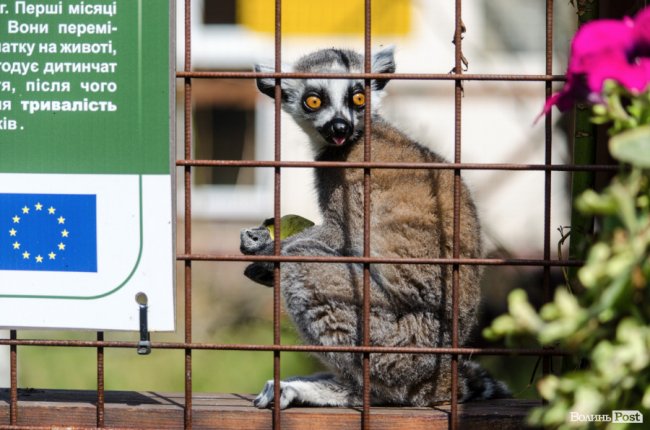 Звіриний ТОП: бебі-бум у Луцькому зоопарку