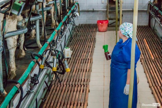 Без домішок і рослинних жирів: як на Волині виготовляють «молочку». ФОТО