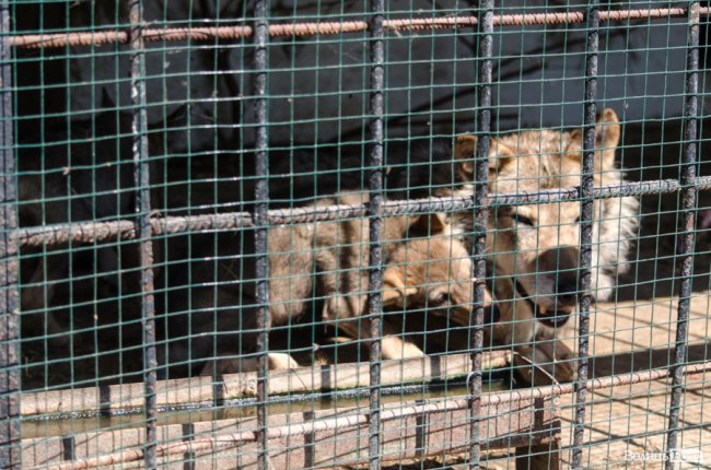 Звіриний ТОП: бебі-бум у Луцькому зоопарку