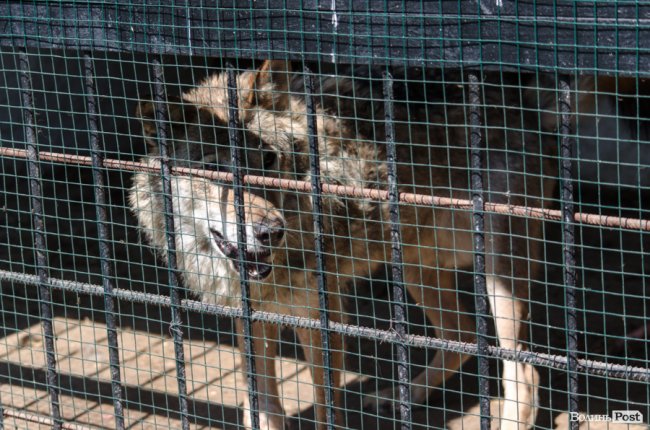 Звіриний ТОП: бебі-бум у Луцькому зоопарку