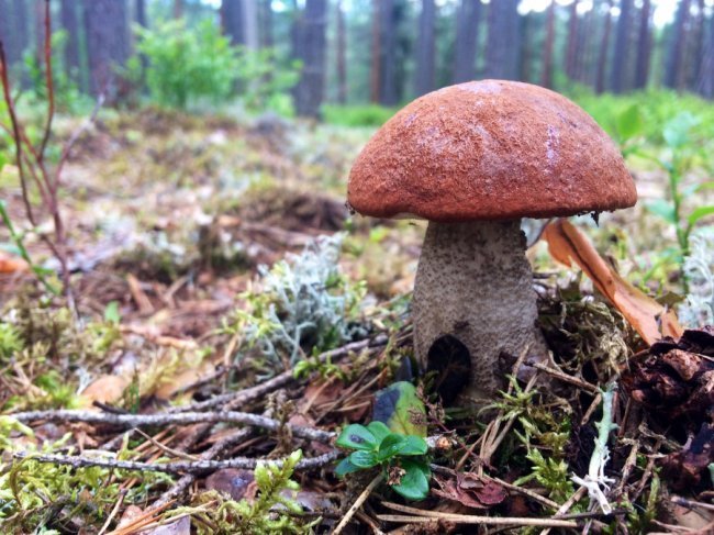 «Нотатки мандрівника» Ярослава Тарнавського: корисні лайфхаки дешевих мандрів