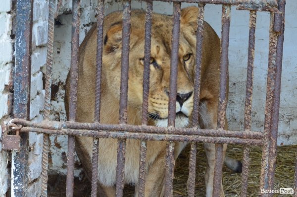 Що переживають звірі під час реконструкції луцького зоопарку