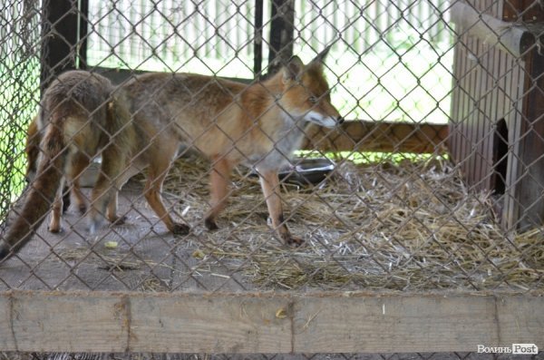 Що переживають звірі під час реконструкції луцького зоопарку