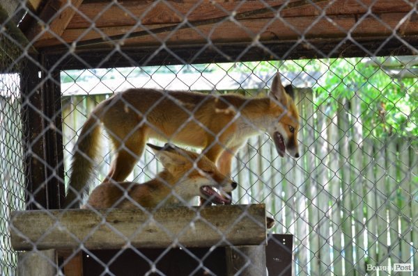 Що переживають звірі під час реконструкції луцького зоопарку