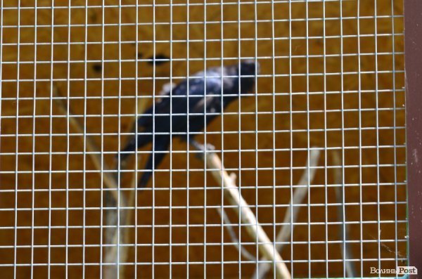 Що переживають звірі під час реконструкції луцького зоопарку