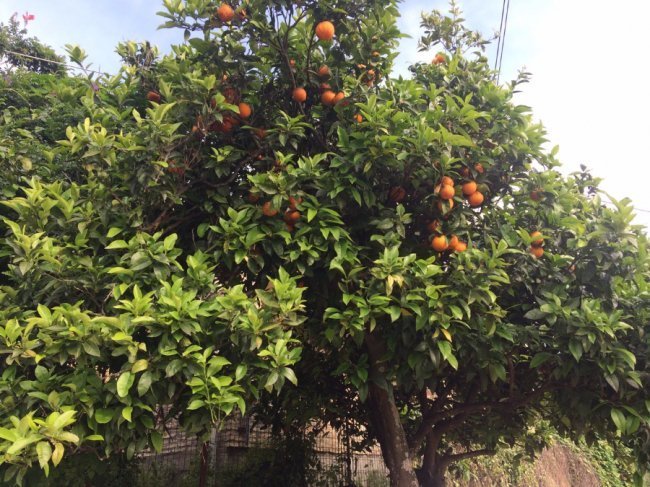 «Нотатки мандрівника» Ярослава Тарнавського: корисні лайфхаки дешевих мандрів